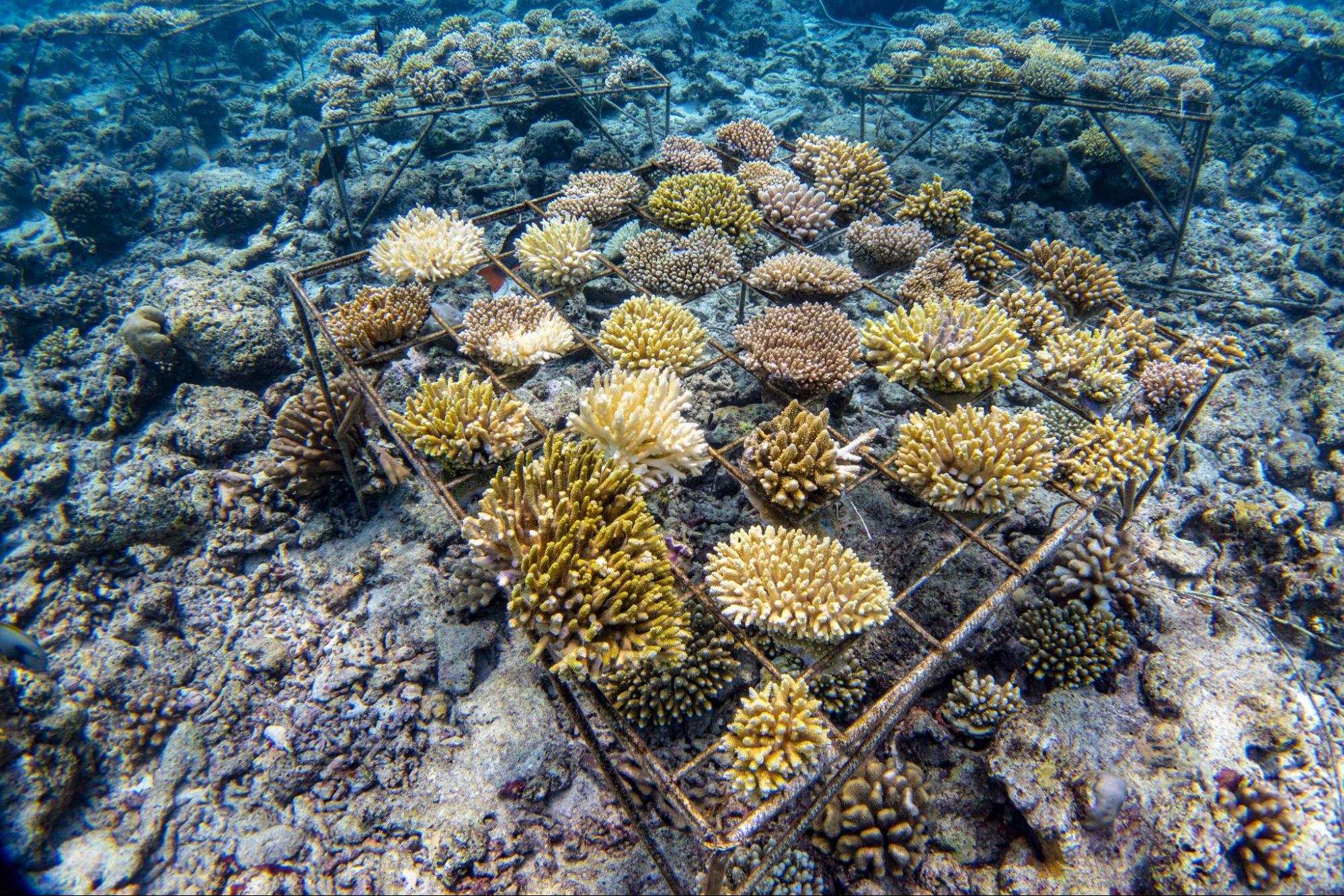 The Coral Nursery at Soneva Fushi – New Highs and Challenges - coralive.org